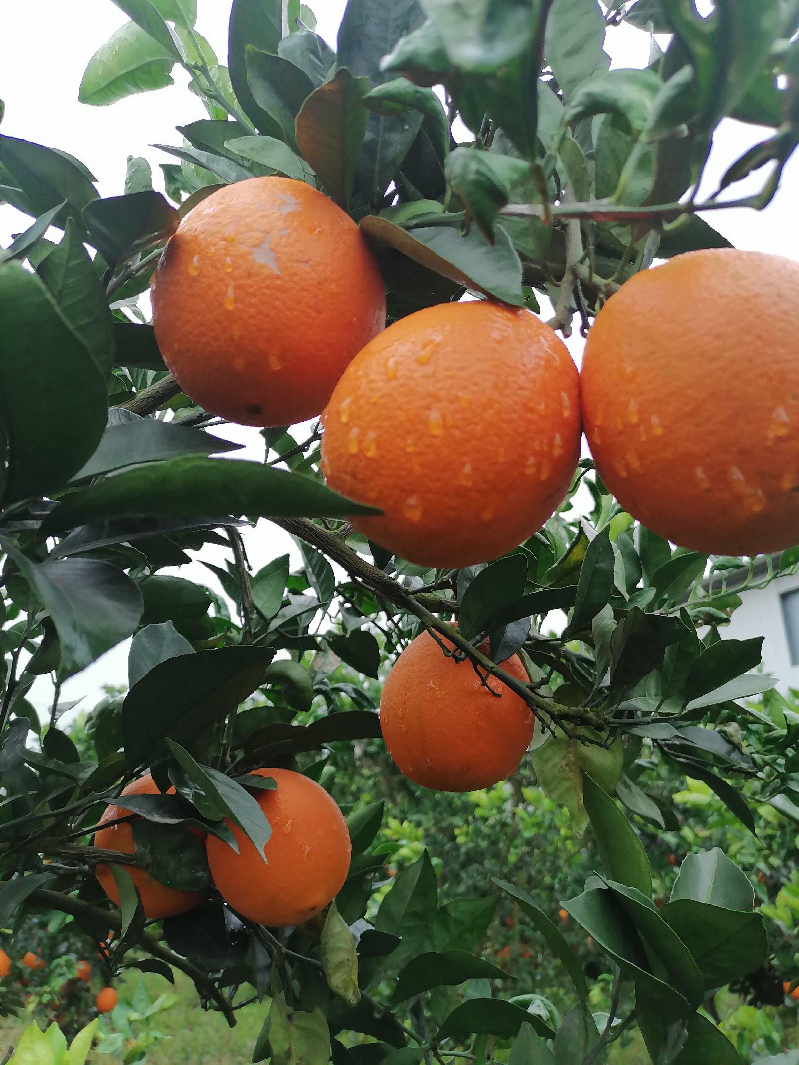 秭归脐橙 长虹/纽荷尔/早熟伦晚/中华红血橙产地直供