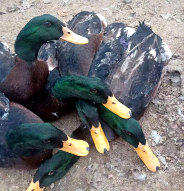 青头大嘛鸭青头大公鸭青头鸭