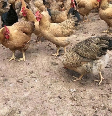 灵山土潲水鸡,均重4斤,180天以上