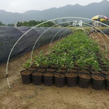 玻璃纤维杆小拱棚支架小拱棚杆拱棚杆玻纤杆
