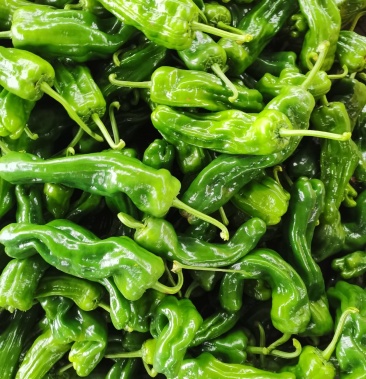 山东临沂兰陵,芜湖椒 15~20厘米 微辣 ,果形好