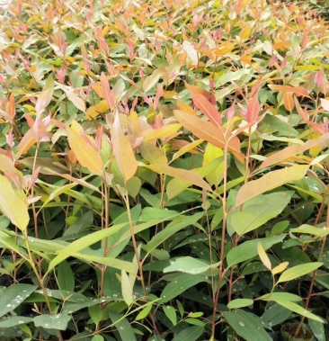 基质杯,按树苗,29苗广9 苗26苗 28苗 k3苗