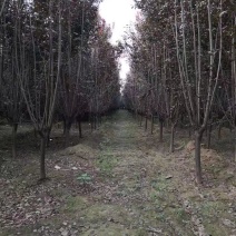 【红叶李】基地直销优质红叶李子树苗规格种类齐全