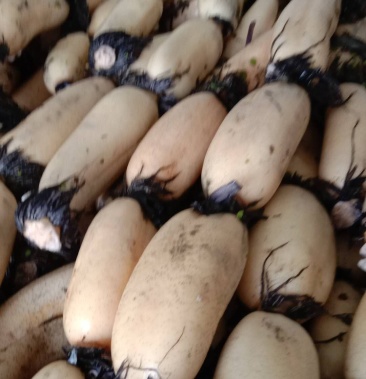 精品美人红莲藕,藕苗接受预定