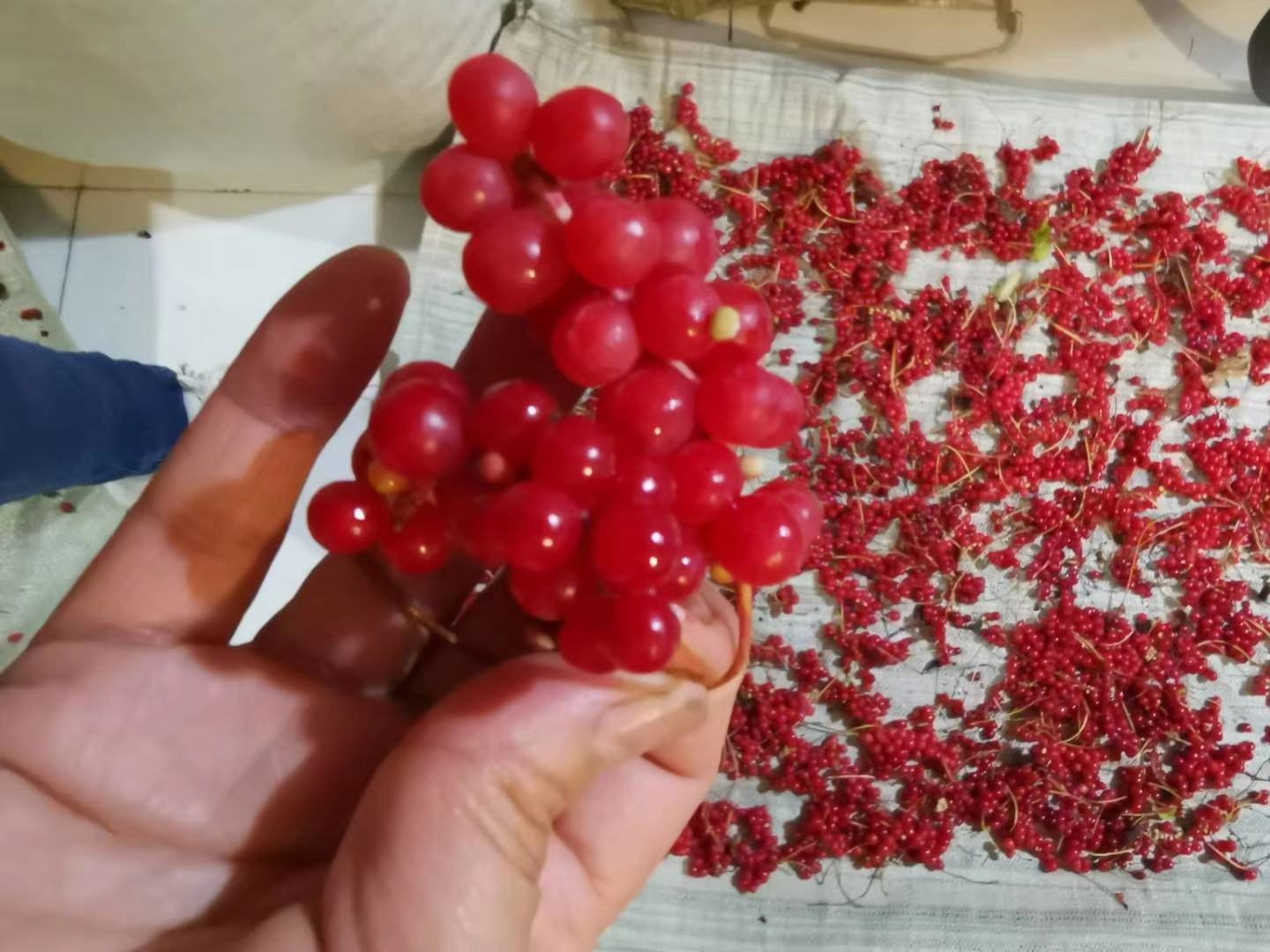 北五味子药理作用图