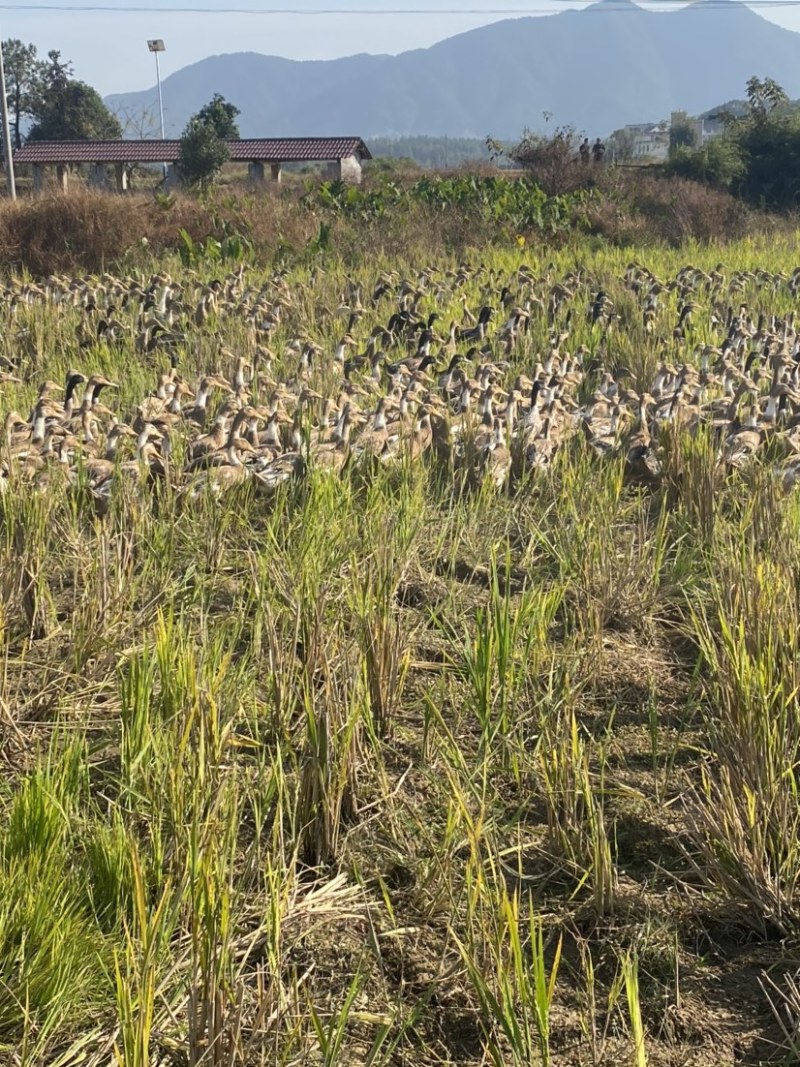 绍兴白脖鸭图片