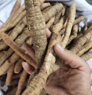 鮮貨牛大力薯根 生貨剛挖的煲湯鮮品包郵,可全國發貨