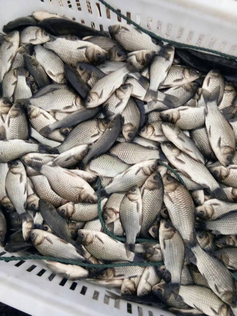 鲫鱼苗中科三号