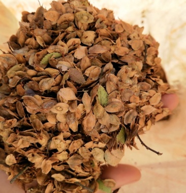 榔榆种子榆树种子花皮榔榆种子