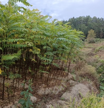 南酸枣苗,地苗 欢迎订购!