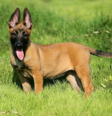 马犬 比利时牧羊犬 看家护院 放牧牛羊