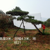 泰山松，造型松，造型油松，造型黑松，迎客松。