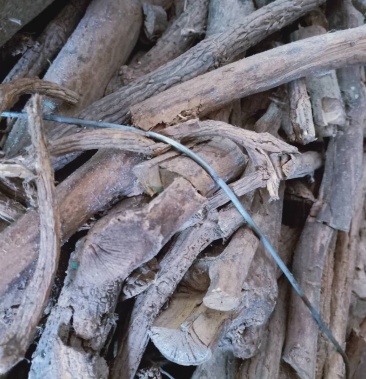 木通全干货野生高含量