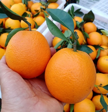 湘西富硒优质脐橙大量上市,果靓皮薄口感甜,产地直供