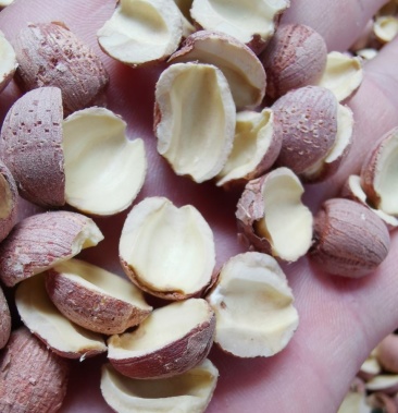 【量大价优】湘莲子红莲子边莲《手工大边莲》产地直销