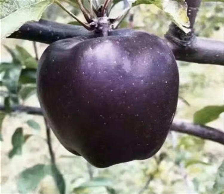 爱妃苹果果园与红玫瑰苹果果园对比图