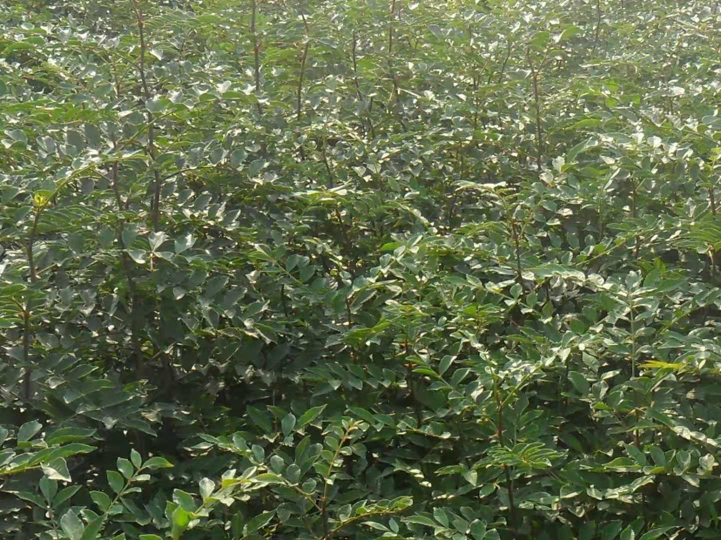 一棵约2-3年生的嫁接花椒树,枝条上已出现花序和初果,叶片浓绿健康,生长于黄土丘陵地带的梯田中,背景可见整齐排列的同类植株,展示早期挂果状态 花椒幼树开花结果初期实景图