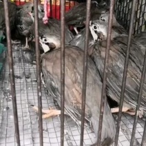 经营白条鹧鸪石龙鸟欢迎咨询