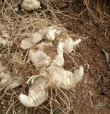 原生态野生普洱黄精根