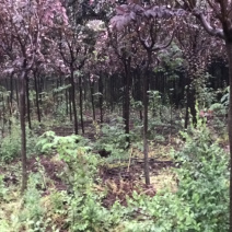 陕西西安2-4公分红叶李腾地处理地租到期