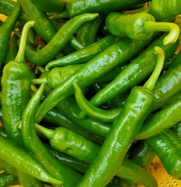 青皮尖椒欢迎各位老板选购