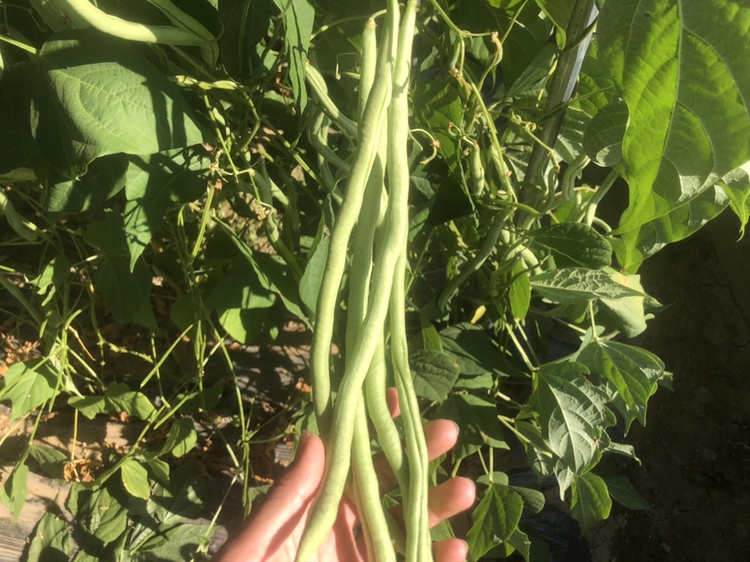 无筋豆采收现场,工人正在采摘豆荚,豆荚饱满、颜色翠绿 无筋豆采收现场