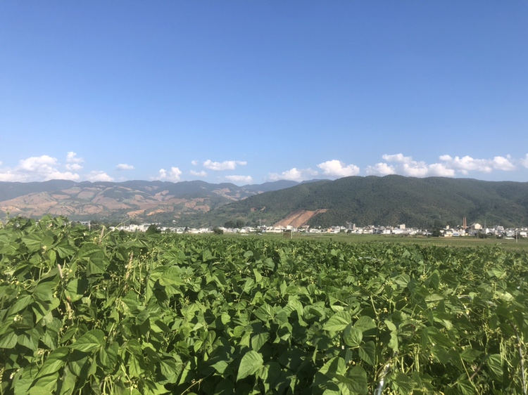 蚕豆在南方农田中成片种植