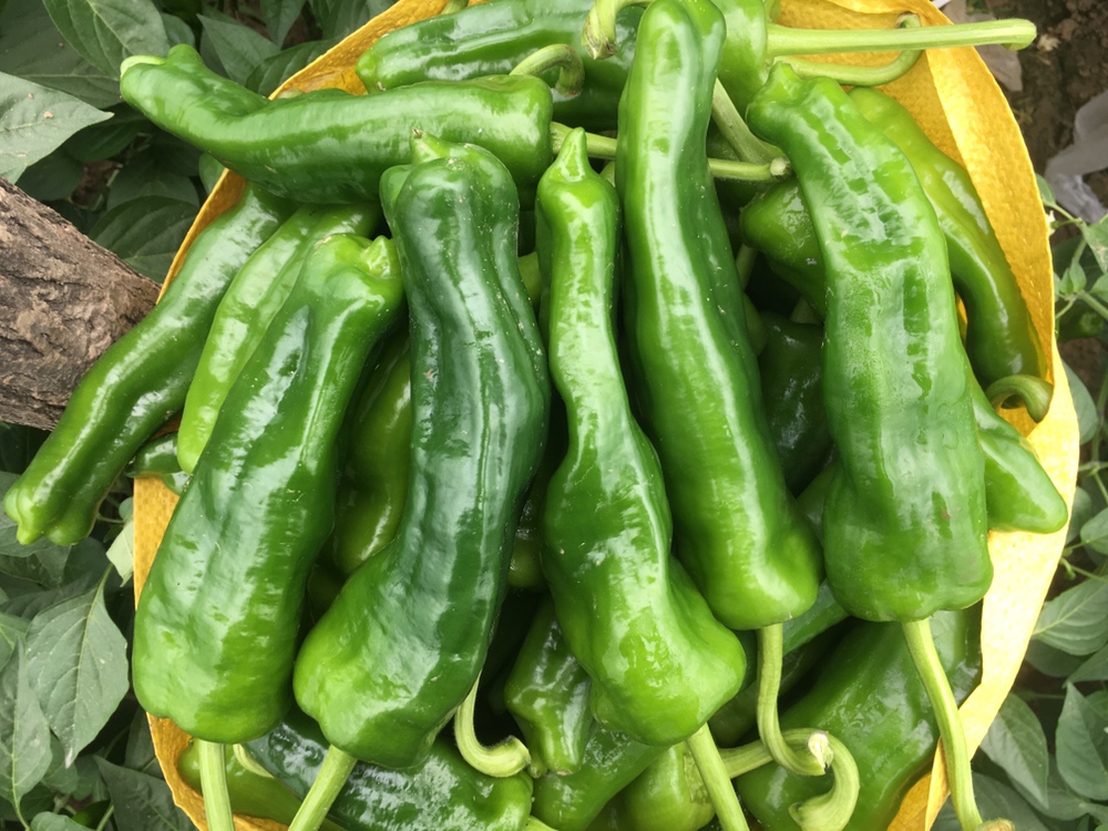 工业化生产的瓶装泡椒茸产品展示