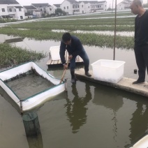 太湖地区7公5母蟹苗8公6母蟹苗