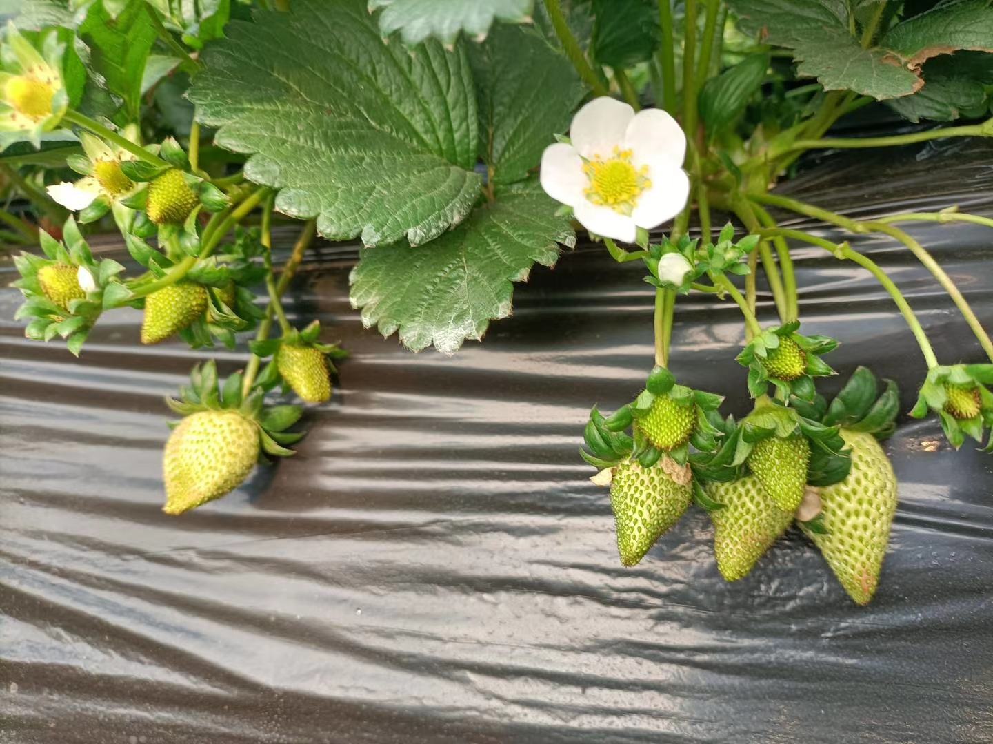 奶油草莓植株特写