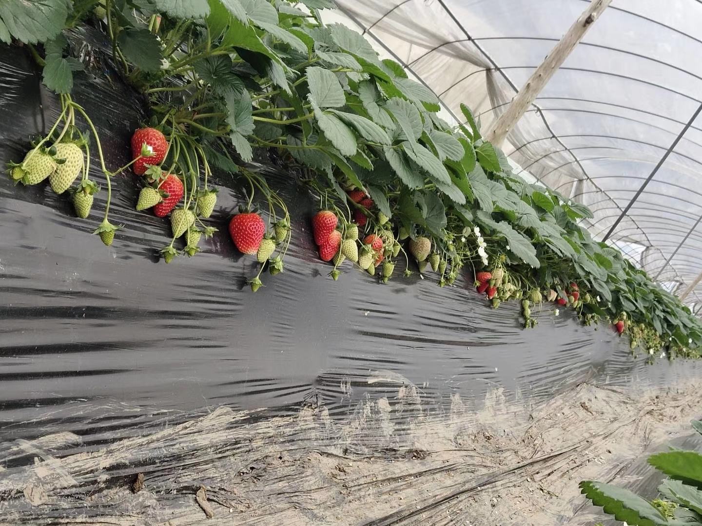 草莓种植大棚内部
