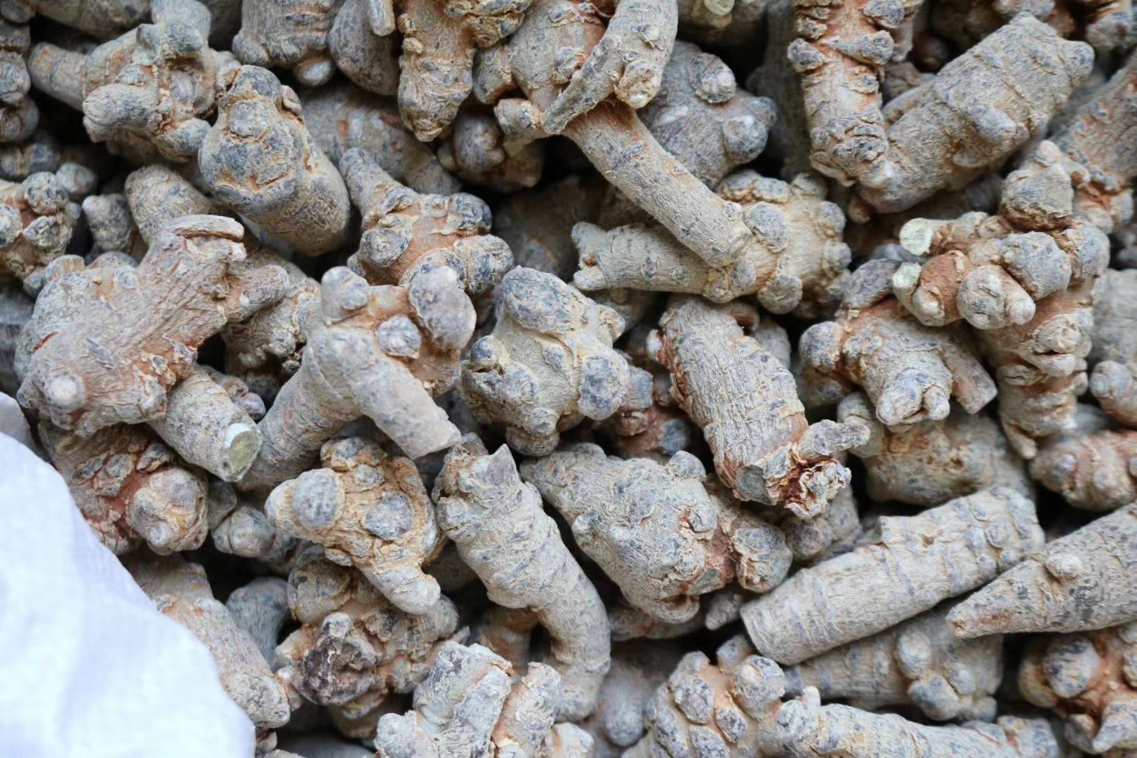 三七病毒病症状