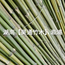 湘西雪峰山竹子、竹竿、菜架竹、竹架条、绿竹、金竹、铁竹