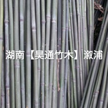 湘西雪峰山菜架竹、竹竿、竹架条、白竹、水竹、竹子