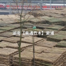 湘西雪峰山竹竿、菜架竹、金竹、铁竹、白竹、水竹、桂竹