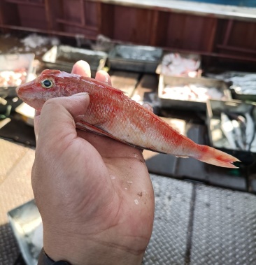 廣東自有漁船紅娘魚