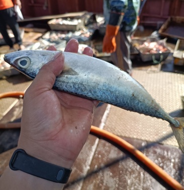 广东自有渔船花胶池鱼青花鱼