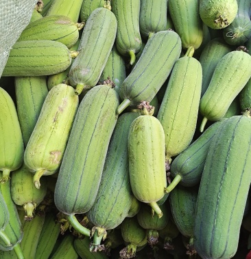 丝瓜,水瓜,大量上市,价格美丽,欢迎订购