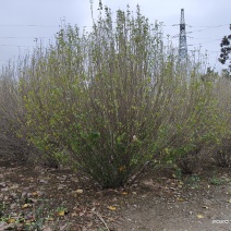 河南南阳大量供应精品丛生木槿2-3米冠！！！