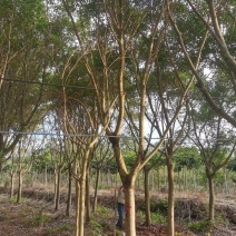 红皮榕福建漳州红皮榕绿化庭院设计基地直供大小规格袋苗