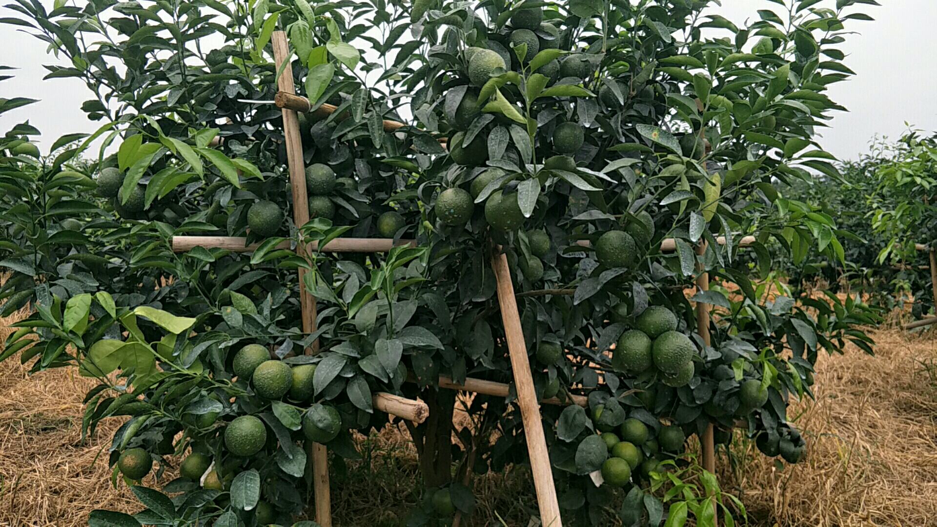 果农正在柑桔园中进行施肥作业,土壤表面覆盖着厚厚的有机肥料 柑桔树施肥现场