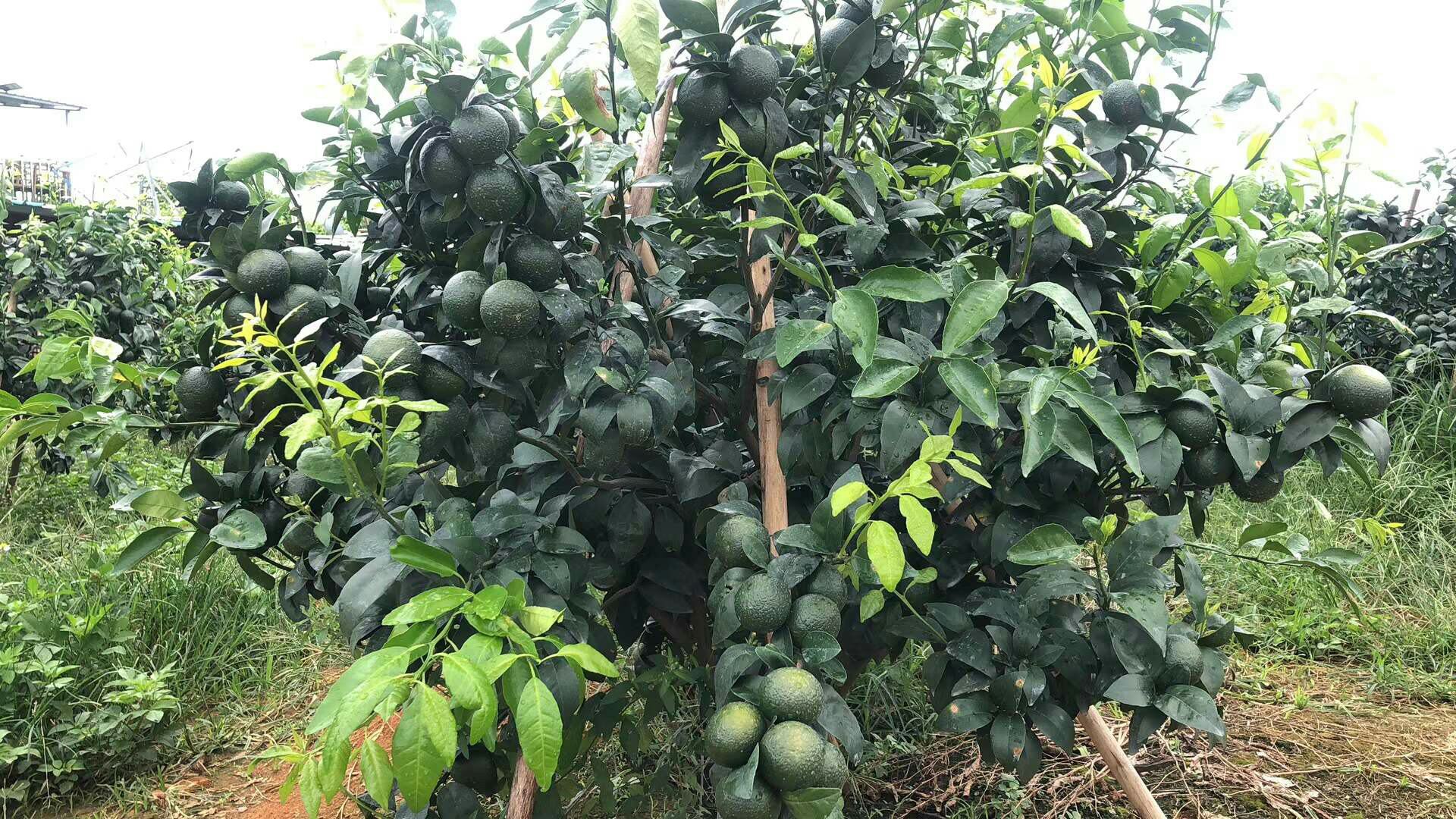 柑桔专用水溶肥在智能滴灌系统中的应用实景