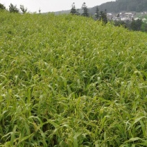 自家种植，高山薏仁，新薏仁。