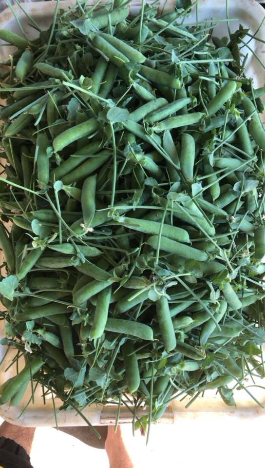 [青豌豆批发]新鲜青豌豆 (长寿豆)价格9.50元/斤 - 一亩田