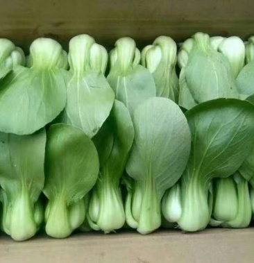 精品唐菜,大量叶菜上市
