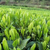 恩施富硒绿茶高中低档均有供应可定制礼盒
