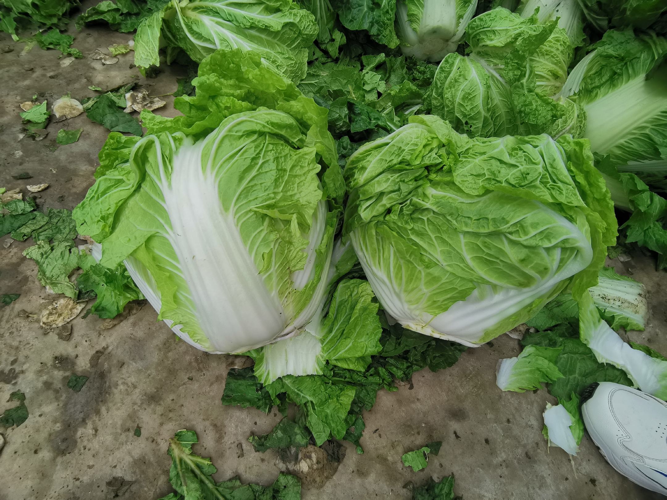 优质白菜丰产实景:展示综合防控成功后的理想田间状态——植株健壮、无白腐病症状、长势均匀、具备商品采收标准 白菜丰收场景:整齐茂盛的大白菜田,植株包心紧实,外叶青绿无病斑,田间无倒伏株,远处有农民正在采收,体现健康栽培成果