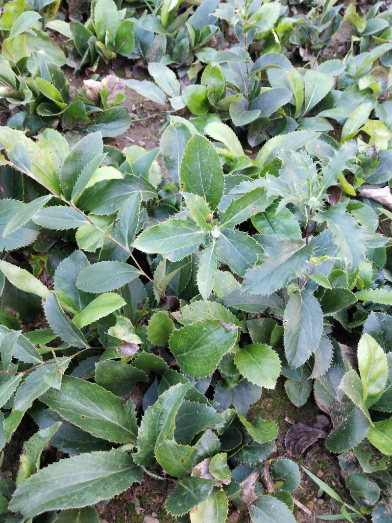河北承德朱砂点北苍术苗承德朱砂点苍术苗一年苗两年苗