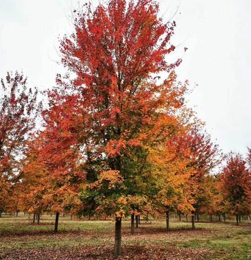 美国红枫,1—25公分,红枫,红点秋火焰,树形优美