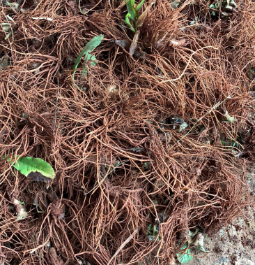 生鲜野生地胆头不带叶 缺货 拍时先联系